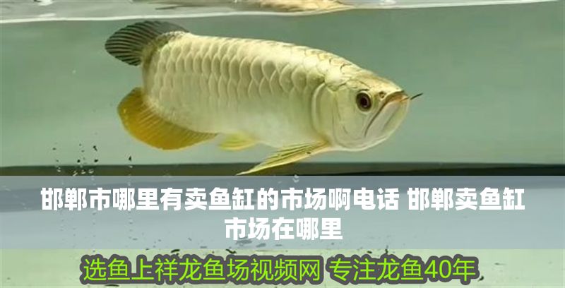 邯鄲市哪里有賣魚缸的市場啊電話 邯鄲賣魚缸市場在哪里