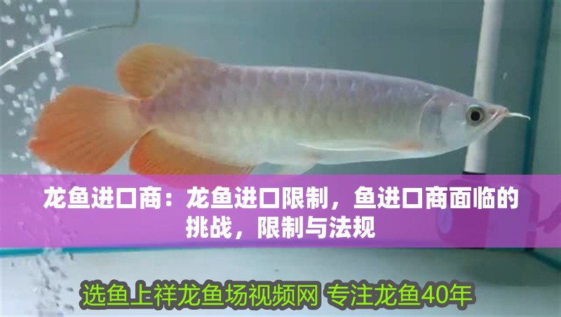 龍魚進口商：龍魚進口限制，魚進口商面臨的挑戰，限制與法規