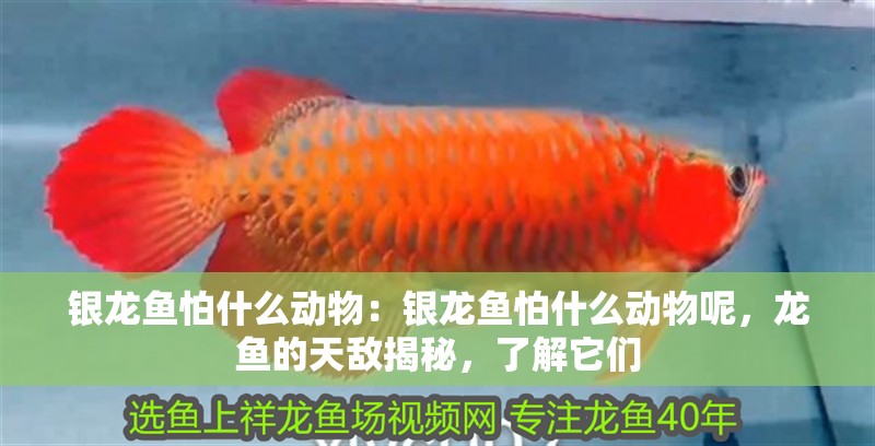 銀龍魚怕什么動物：銀龍魚怕什么動物呢，龍魚的天敵揭秘，了解它們