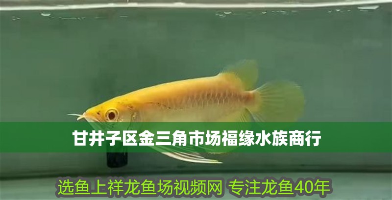 甘井子區金三角市場福緣水族商行