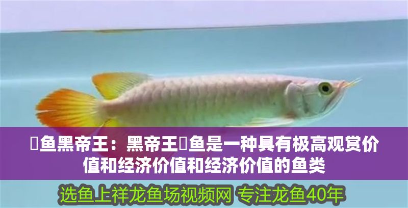 魟魚黑帝王：黑帝王魟魚是一種具有極高觀賞價值和經(jīng)濟(jì)價值和經(jīng)濟(jì)價值的魚類