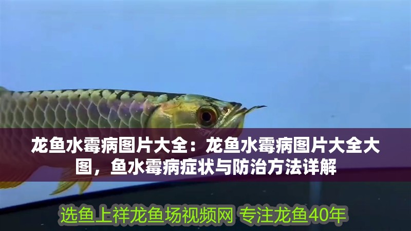龍魚水霉病圖片大全：龍魚水霉病圖片大全大圖，魚水霉病癥狀與防治方法詳解