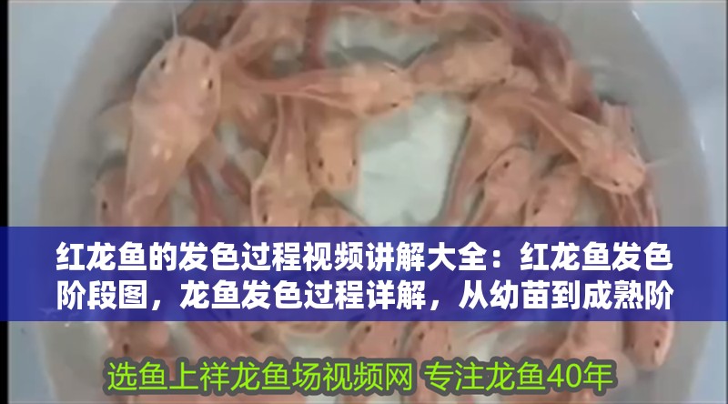 紅龍魚的發(fā)色過(guò)程視頻講解大全：紅龍魚發(fā)色階段圖，龍魚發(fā)色過(guò)程詳解，從幼苗到成熟階段圖