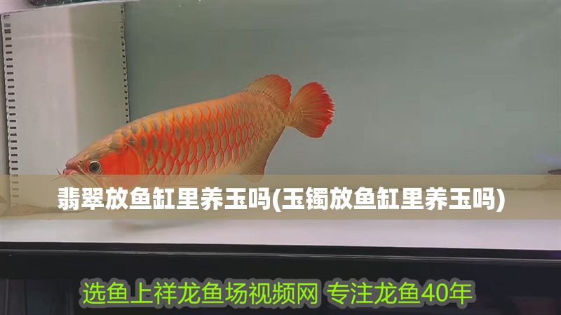 翡翠放魚缸里養玉嗎(玉鐲放魚缸里養玉嗎)