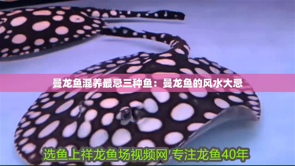 曼龍魚混養最忌三種魚：曼龍魚的風水大忌