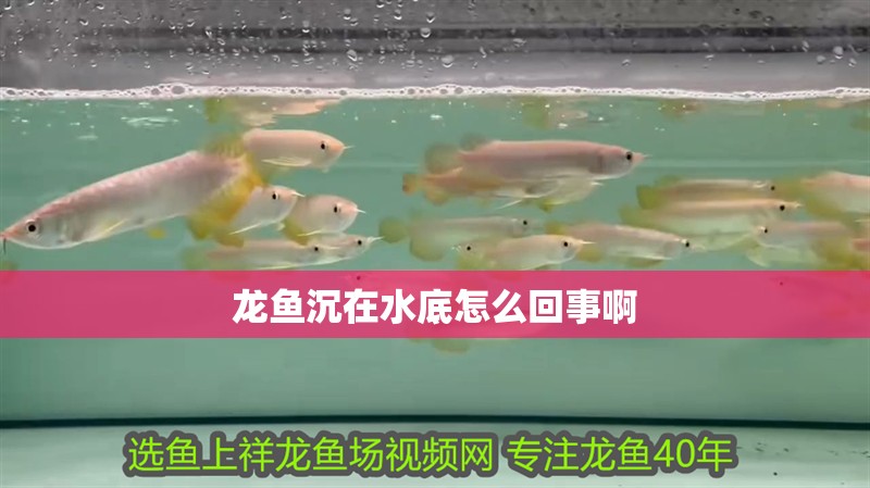 龍魚沉在水底怎么回事啊
