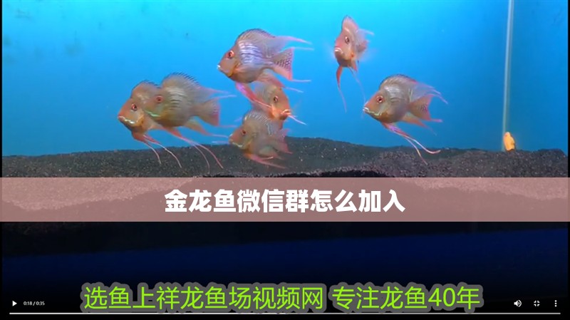 金龍魚微信群怎么加入