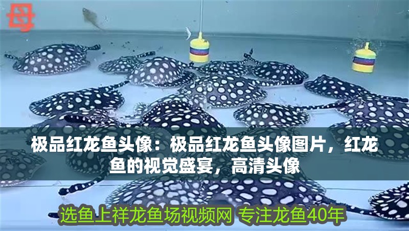 極品紅龍魚頭像：極品紅龍魚頭像圖片，紅龍魚的視覺盛宴，高清頭像
