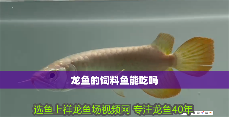 龍魚的飼料魚能吃嗎