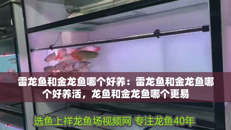 雷龍魚和金龍魚哪個好養：雷龍魚和金龍魚哪個好養活，龍魚和金龍魚哪個更易