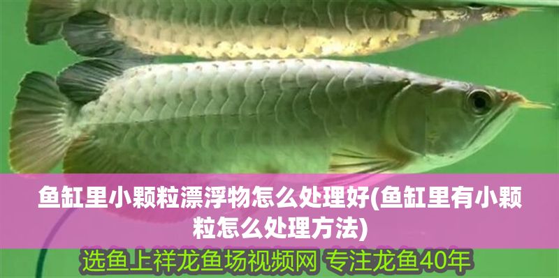魚缸里小顆粒漂浮物怎么處理好(魚缸里有小顆粒怎么處理方法)