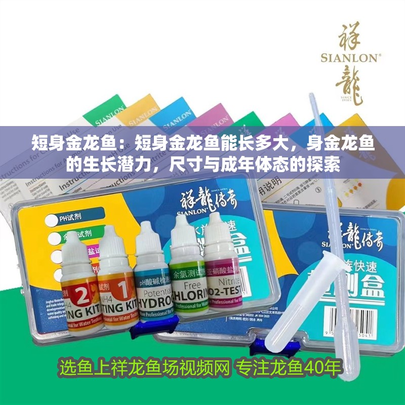 短身金龍魚：短身金龍魚能長多大，身金龍魚的生長潛力，尺寸與成年體態的探索