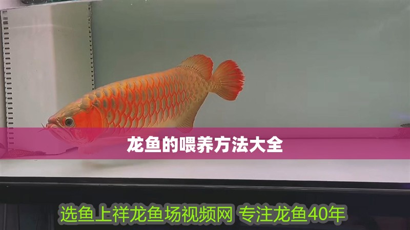 龍魚的喂養(yǎng)方法大全