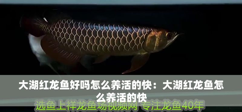 大湖紅龍魚好嗎怎么養(yǎng)活的快：大湖紅龍魚怎么養(yǎng)活的快