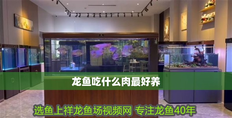 龍魚吃什么肉最好養 龍魚吃什么肉最好養 龍魚百科 第2張