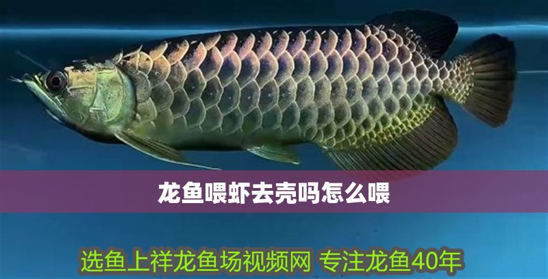 龍魚喂蝦去殼嗎怎么喂 龍魚百科 第2張 龍魚喂蝦去殼嗎怎么喂 龍魚喂蝦去殼嗎怎么喂 龍魚百科 第2張