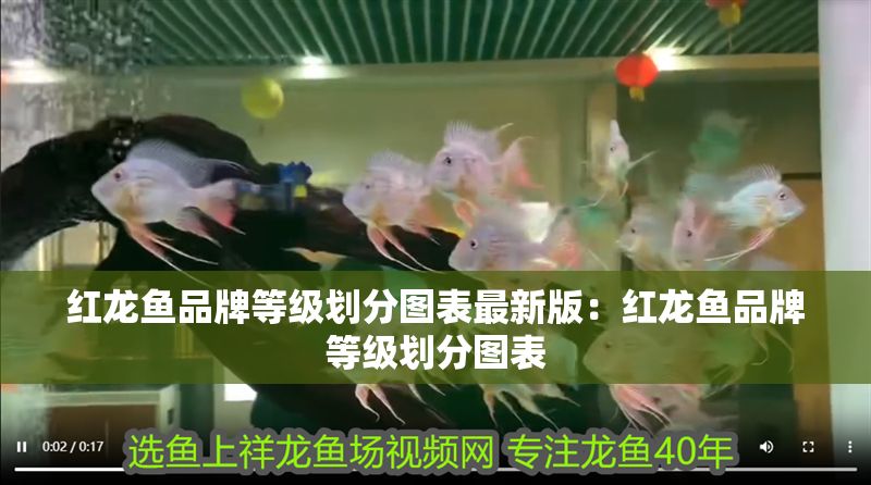 紅龍魚品牌等級劃分圖表最新版：紅龍魚品牌等級劃分圖表
