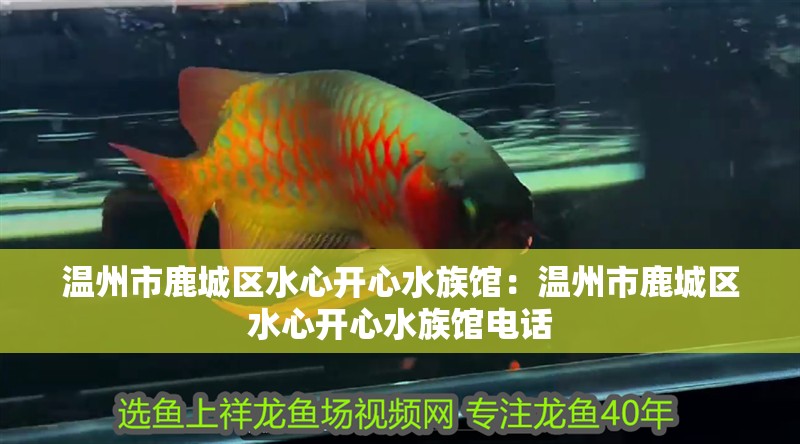 溫州市鹿城區(qū)水心開心水族館:溫州市鹿城區(qū)水心開心水族館電話 全國水族館企業(yè)名錄 第2張 溫州市鹿城區(qū)水心開心水族館:溫州市鹿城區(qū)水心開心水族館電話 溫州市鹿城區(qū)水心開心水族館:溫州市鹿城區(qū)水心開心水族館電話 全國水族館企業(yè)名錄 第2張