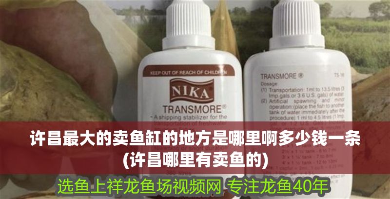 許昌最大的賣魚缸的地方是哪里啊多少錢一條(許昌哪里有賣魚的) 許昌最大的賣魚缸的地方是哪里啊多少錢一條(許昌哪里有賣魚的) 元寶鳳凰魚百科 第1張