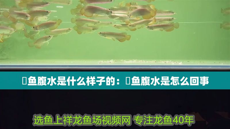魟魚腹水是什么樣子的：魟魚腹水是怎么回事
