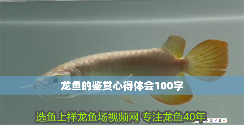 龍魚的鑒賞心得體會100字