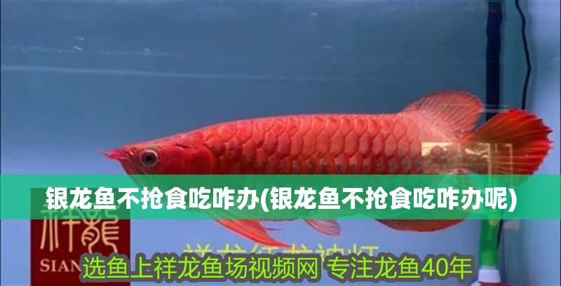 銀龍魚不搶食吃咋辦(銀龍魚不搶食吃咋辦呢)