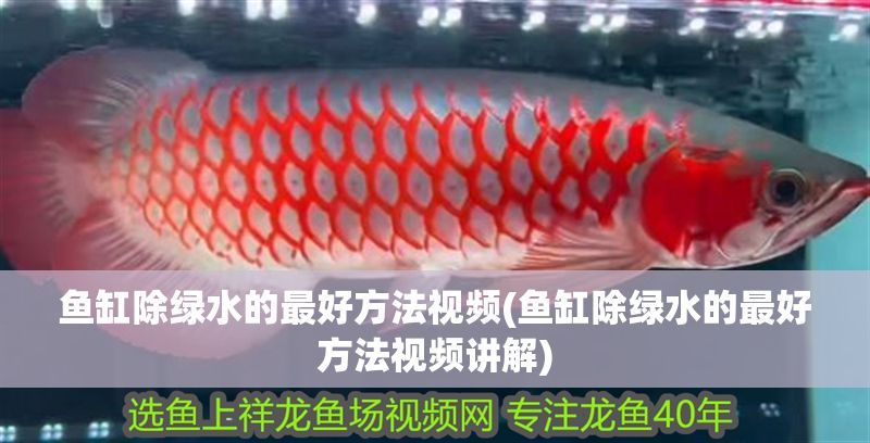 魚缸除綠水的最好方法視頻(魚缸除綠水的最好方法視頻講解)