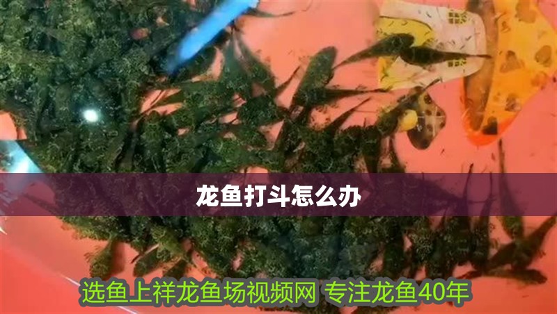 龍魚打斗怎么辦