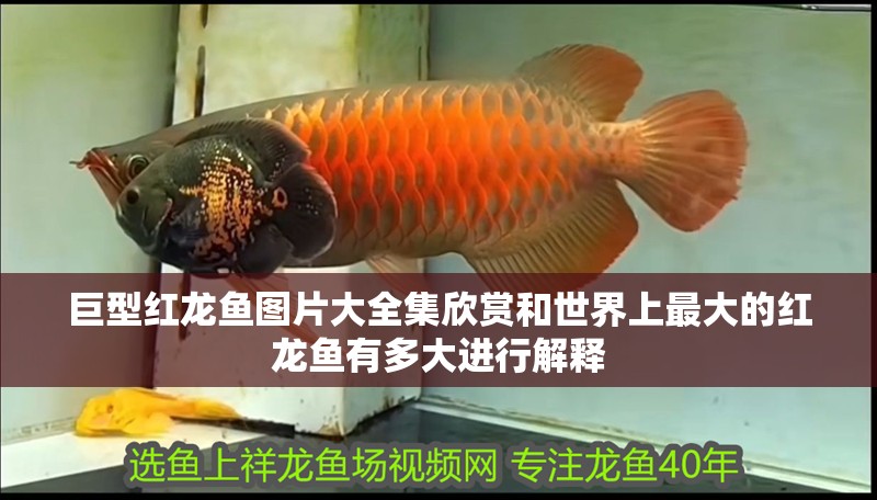 巨型紅龍魚圖片大全集欣賞和世界上最大的紅龍魚有多大進行解釋 巨型紅龍魚圖片大全集欣賞和世界上最大的紅龍魚有多大進行解釋 虎魚百科