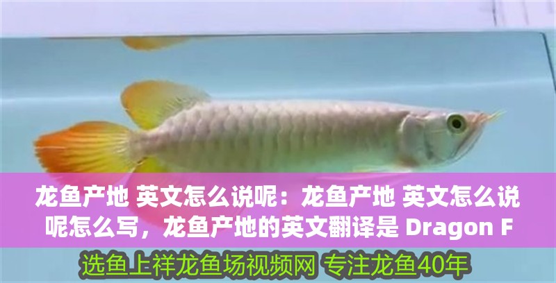 龍魚產地 英文怎么說呢：龍魚產地 英文怎么說呢怎么寫，龍魚產地的英文翻譯是 Dragon Fish Origin