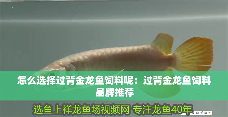 怎么選擇過背金龍魚飼料呢：過背金龍魚飼料品牌推薦