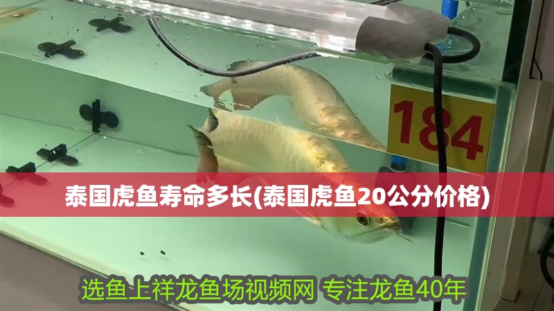 泰國虎魚壽命多長(泰國虎魚20公分價格)
