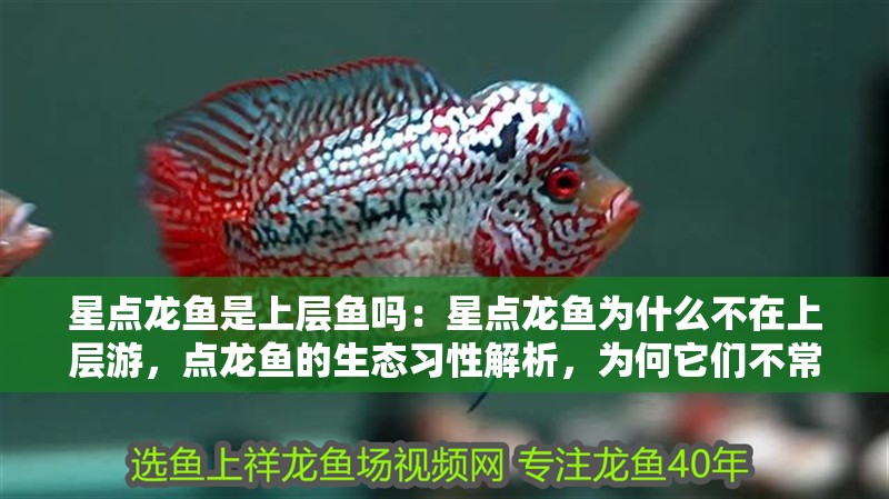星點(diǎn)龍魚是上層魚嗎：星點(diǎn)龍魚為什么不在上層游，點(diǎn)龍魚的生態(tài)習(xí)性解析，為何它們不常在上層
