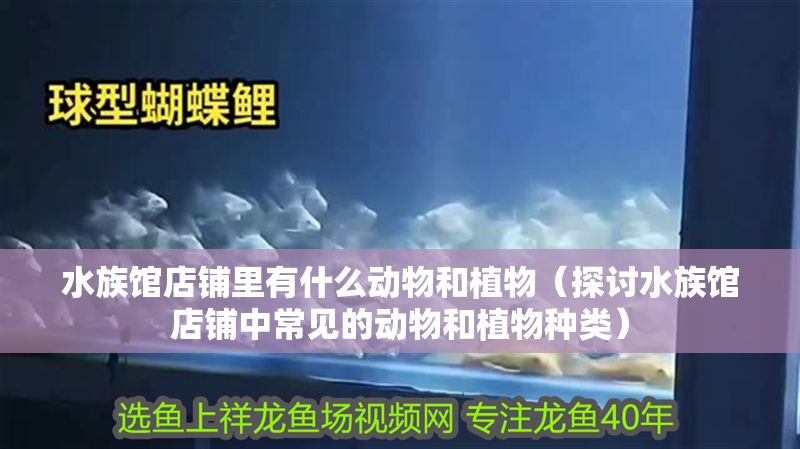 水族館店鋪里有什么動物和植物（探討水族館店鋪中常見的動物和植物種類）