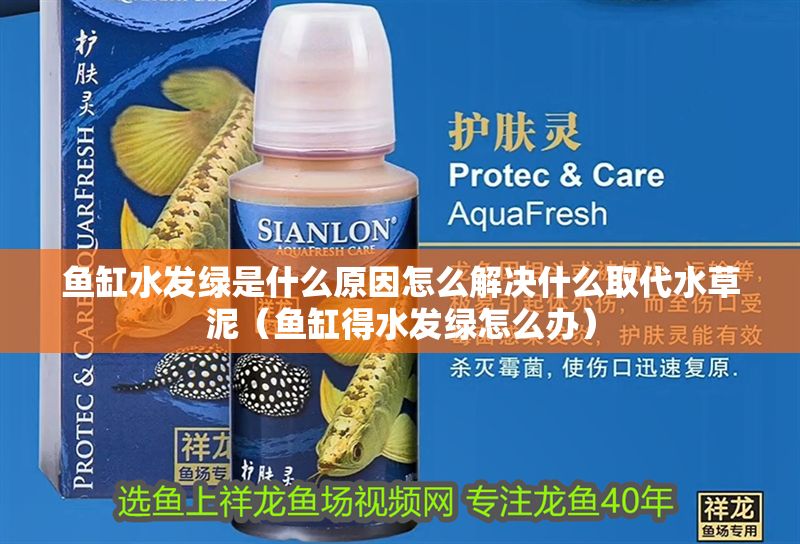 魚缸水發綠是什么原因怎么解決什么取代水草泥（魚缸得水發綠怎么辦）