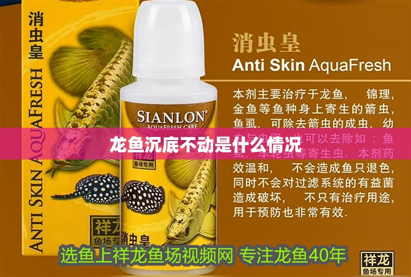 龍魚沉底不動是什么情況