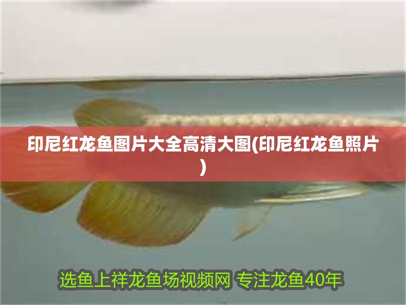 印尼紅龍魚圖片大全高清大圖(印尼紅龍魚照片) 印尼紅龍魚圖片大全高清大圖(印尼紅龍魚照片) 紅龍魚百科 第1張