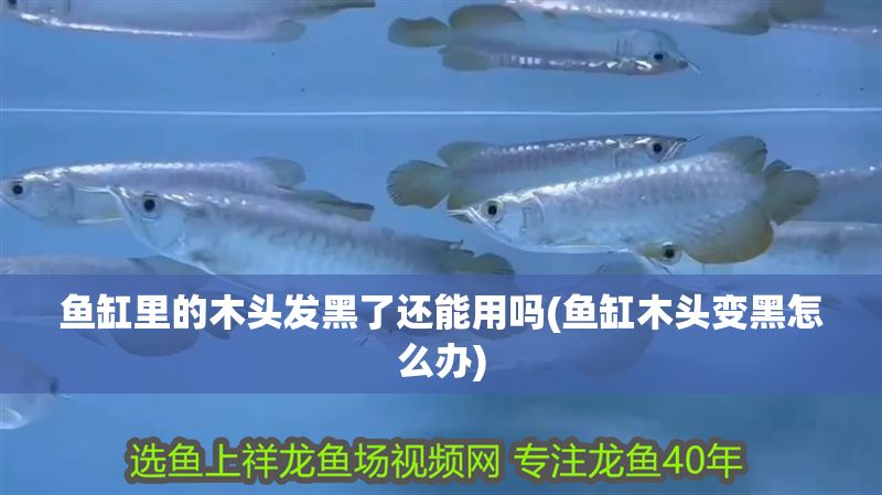 魚缸里的木頭發黑了還能用嗎(魚缸木頭變黑怎么辦)