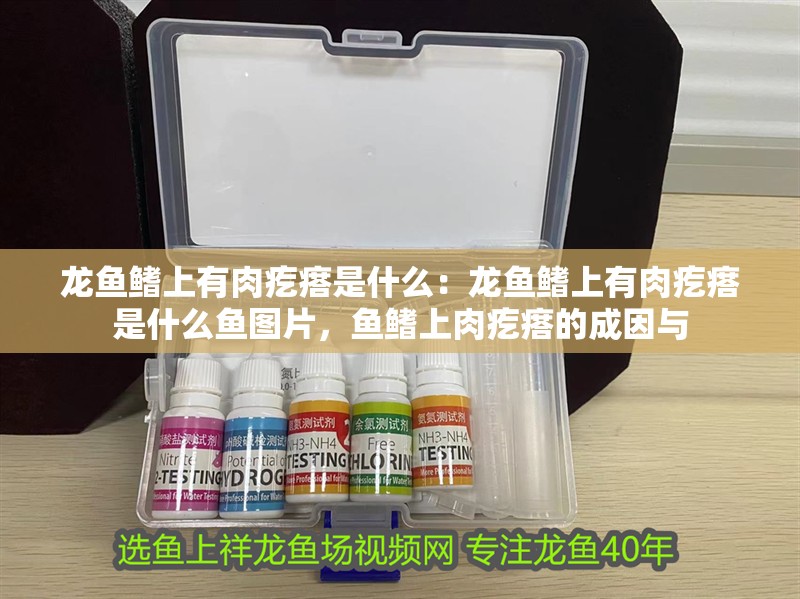 龍魚鰭上有肉疙瘩是什么：龍魚鰭上有肉疙瘩是什么魚圖片，魚鰭上肉疙瘩的成因與