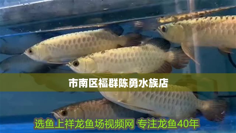 市南區福群陳勇水族店