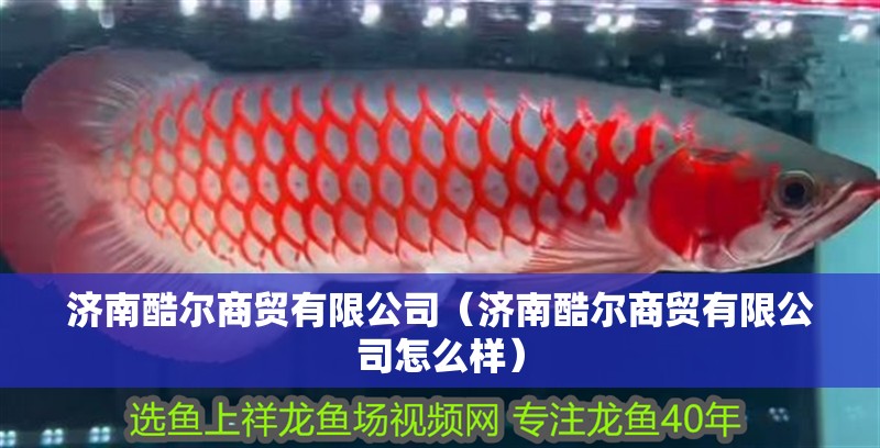 濟南酷爾商貿(mào)有限公司（濟南酷爾商貿(mào)有限公司怎么樣） 濟南酷爾商貿(mào)有限公司（濟南酷爾商貿(mào)有限公司怎么樣） 全國水族館企業(yè)名錄 第2張