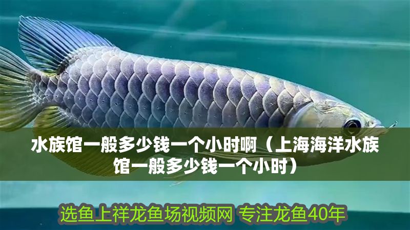 水族館一般多少錢一個小時啊（上海海洋水族館一般多少錢一個小時）