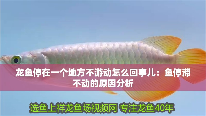 龍魚停在一個地方不游動怎么回事兒：魚停滯不動的原因分析