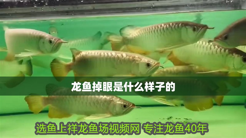 龍魚掉眼是什么樣子的