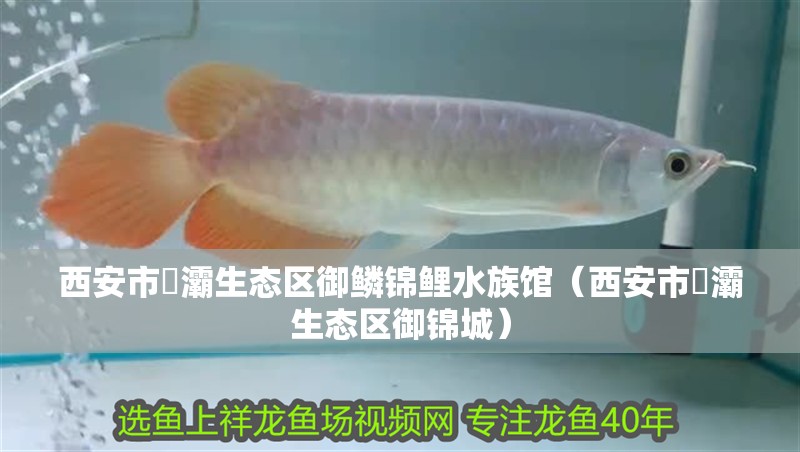 西安市浐灞生態(tài)區(qū)御鱗錦鯉水族館（西安市浐灞生態(tài)區(qū)御錦城）