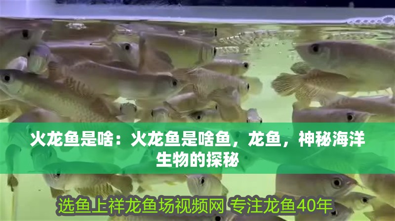火龍魚是啥：火龍魚是啥魚，龍魚，神秘海洋生物的探秘