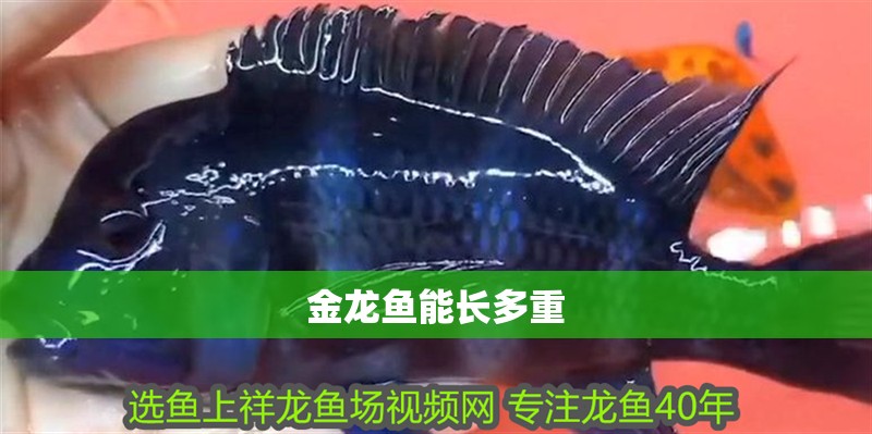 金龍魚能長多重