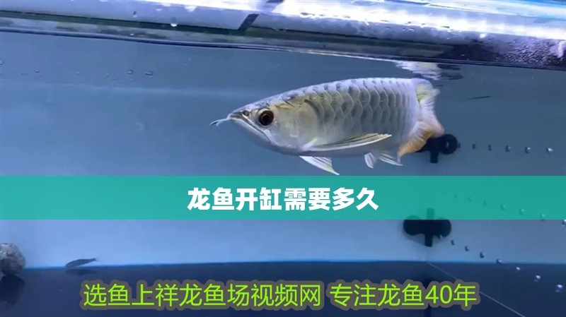 龍魚開缸需要多久