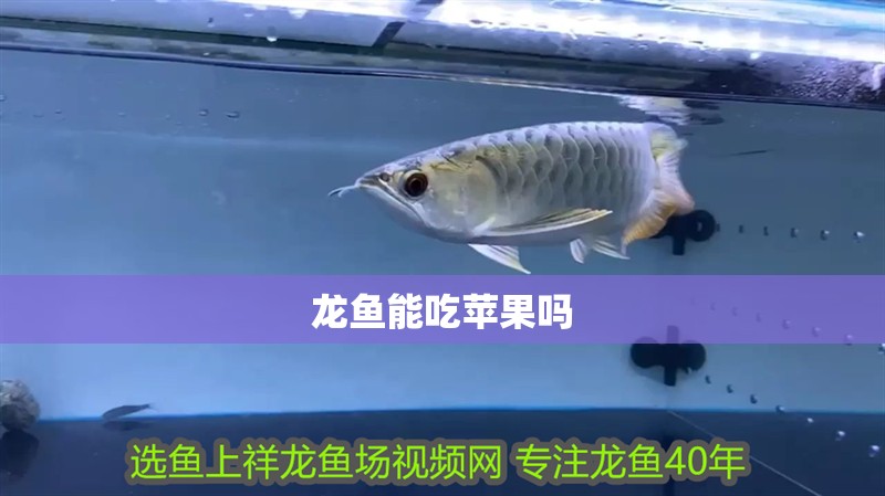 龍魚能吃蘋果嗎