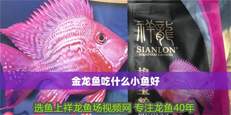 金龍魚吃什么小魚好